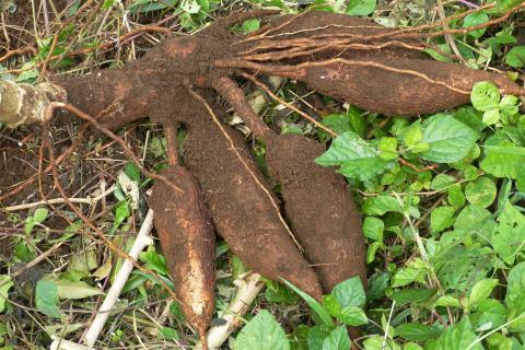 Cassava; manioc. The Dutch for "cassava; manioc" is "maniok".