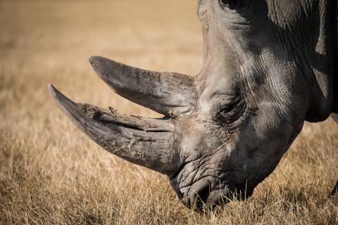 Rhinoceros. The Dutch for "rhinoceros" is "neushoorn".