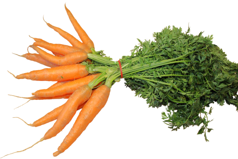 Carrots (-en plural). The Dutch for "carrots (-en plural)" is "wortelen".