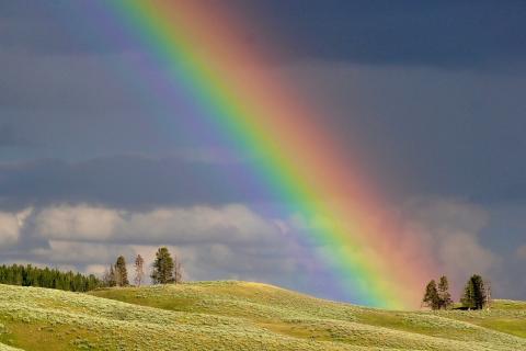 Rainbow. The Dutch for "rainbow" is "regenboog".