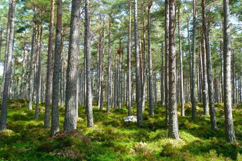 The forest. The Dutch for "the forest" is "het bos". The forest. The Dutch for "the forest" is "het bos".