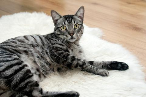 Cat. The Dutch for "cat" is "poes".