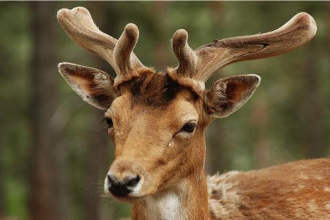 Deer. The Dutch for "deer" is "hert".