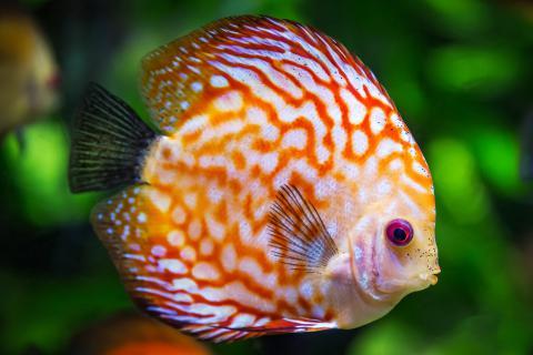 The fish. The Dutch for "the fish" is "de vis". The fish. The Dutch for "the fish" is "de vis".