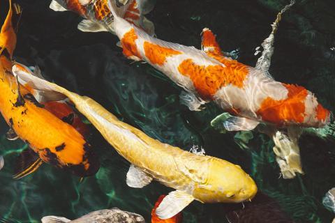 Fish. The Dutch for "fish" is "vissen". Fish. The Dutch for "fish" is "vissen".