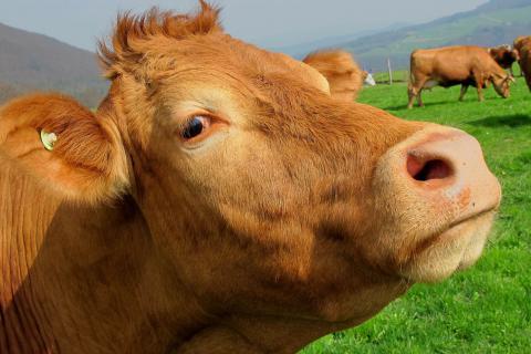 Cow. The Dutch for "cow" is "koe". Cow. The Dutch for "cow" is "koe".