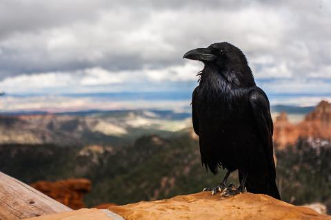 Crow. The Dutch for "crow" is "kraai".