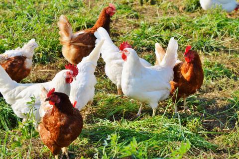 Chickens. The Dutch for "chickens" is "kippen".