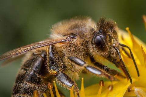 Bee. The Dutch for "bee" is "bij". Bee. The Dutch for "bee" is "bij".
