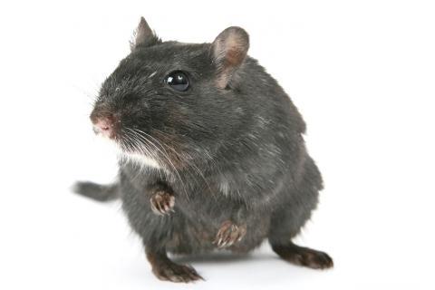 Rat. The Dutch for "rat" is "rat". Rat. The Dutch for "rat" is "rat".
