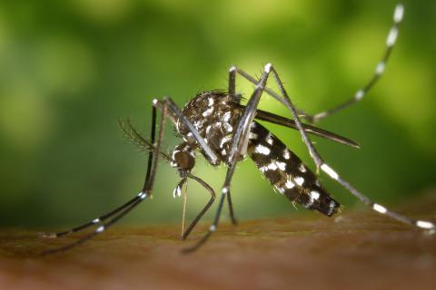 The mosquito. The Dutch for "the mosquito" is "de mug".