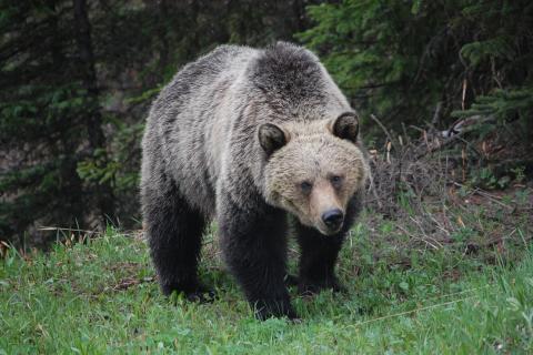 Bear. The Dutch for "bear" is "beer".
