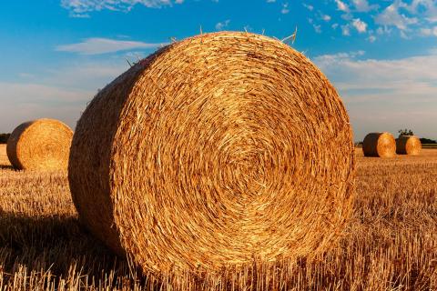 Straw. The Dutch for "straw" is "stro". Straw. The Dutch for "straw" is "stro".