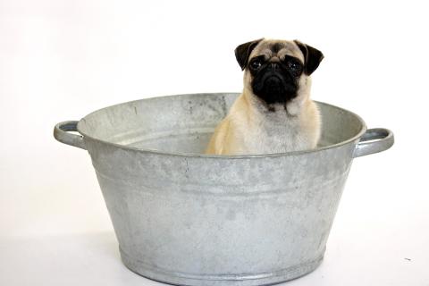 Tub. The Dutch for "tub" is "teil".
