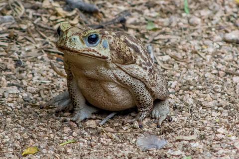 A toad. The Dutch for "a toad" is "een pad". A toad. The Dutch for "a toad" is "een pad".