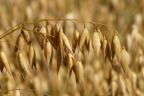Oat. The Dutch for "oat" is "haver".