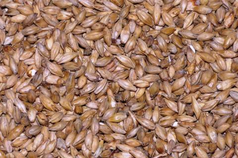 Malt. The Dutch for "malt" is "mout".