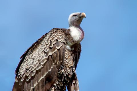 Vulture. The Dutch for "vulture" is "gier".