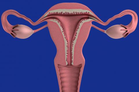 Ovaries. The Dutch for "ovaries" is "eierstokken".