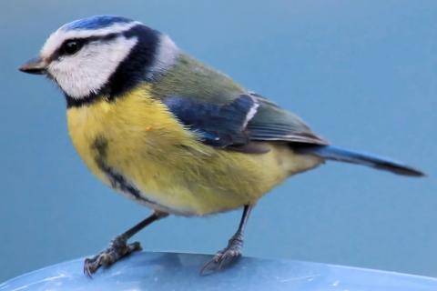 Tit. The Dutch for "tit" is "mees".