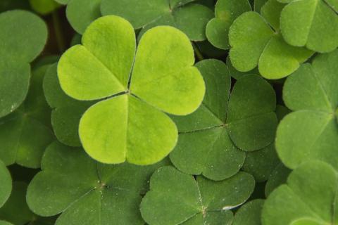 Cloverleaf. The Dutch for "cloverleaf" is "klaverblad".