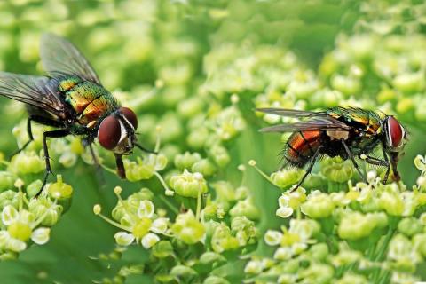 Flies. The Dutch for "flies" is "vliegen". Flies. The Dutch for "flies" is "vliegen".
