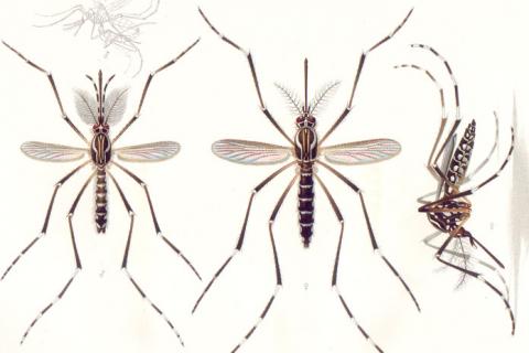 Mosquitoes. The Dutch for "mosquitoes" is "muggen". Mosquitoes. The Dutch for "mosquitoes" is "muggen".