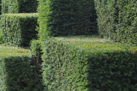 Hedge. The Dutch for "hedge" is "heg".