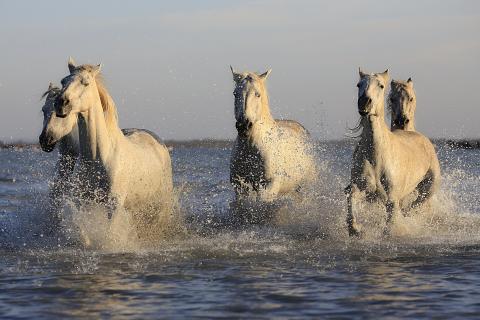 Horses. The Dutch for "horses" is "paarden". Horses. The Dutch for "horses" is "paarden".