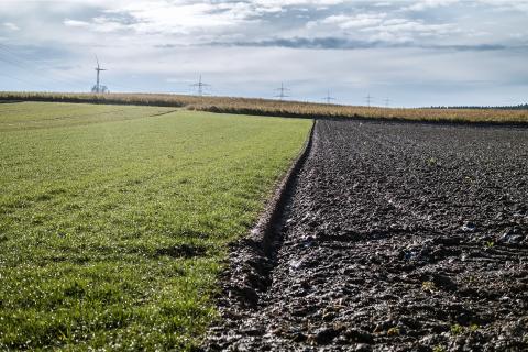 The field. The Dutch for "the field" is "het veld".