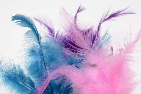 Feathers. The Dutch for "feathers" is "veren". Feathers. The Dutch for "feathers" is "veren".