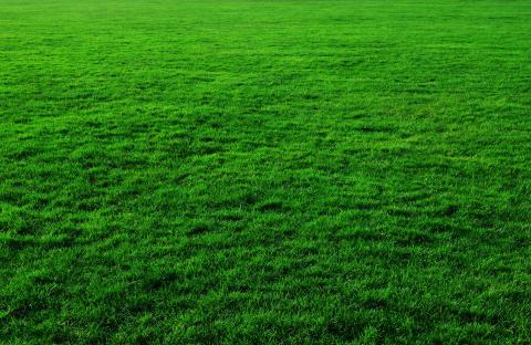 Green. The Dutch for "green" is "groen".