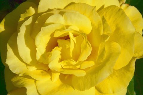 Yellow. The Dutch for "yellow" is "geel". Yellow. The Dutch for "yellow" is "geel".