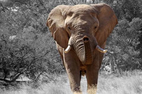 Elephant. The Dutch for "elephant" is "olifant". Elephant. The Dutch for "elephant" is "olifant".