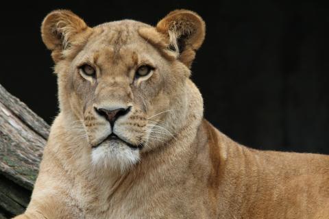 Lioness. The Dutch for "lioness" is "leeuwin". Lioness. The Dutch for "lioness" is "leeuwin".
