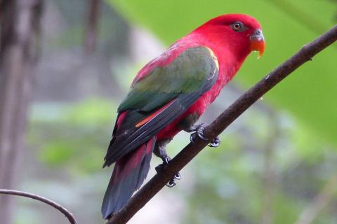Parrot. The Dutch for "parrot" is "papegaai".