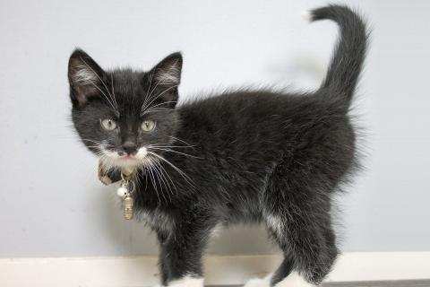 Kitten. The Dutch for "kitten" is "katje". Kitten. The Dutch for "kitten" is "katje".