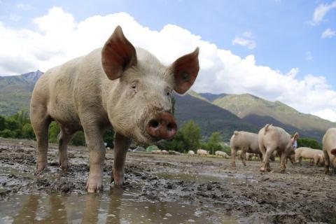 Pig. The Dutch for "pig" is "varken". Pig. The Dutch for "pig" is "varken".
