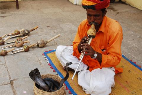 Snake charmer. The Dutch for "snake charmer" is "slangenbezweerder". Snake charmer. The Dutch for "snake charmer" is "slangenbezweerder".
