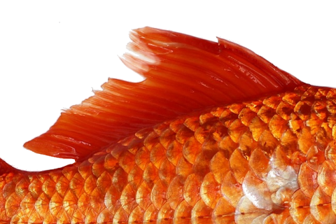 Fin. The Dutch for "fin" is "vin". Fin. The Dutch for "fin" is "vin".