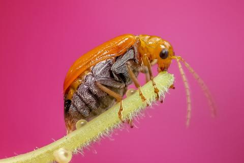 Insect. The Dutch for "insect" is "insect". Insect. The Dutch for "insect" is "insect".