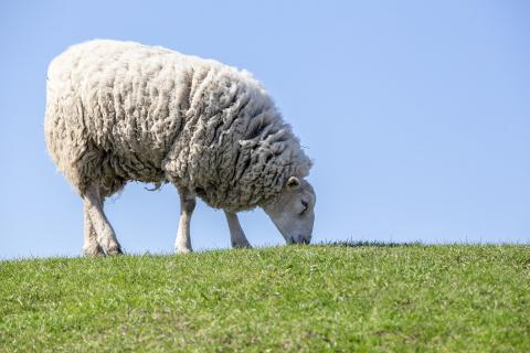 Sheep. The Dutch for "sheep" is "schaap". Sheep. The Dutch for "sheep" is "schaap".