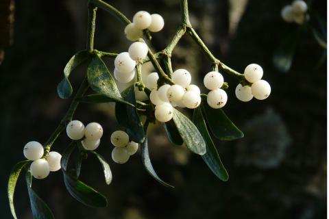 Mistletoe. The Dutch for "mistletoe" is "maretak".