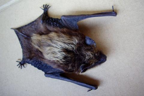 Bat. The Dutch for "bat" is "vleermuis". Bat. The Dutch for "bat" is "vleermuis".