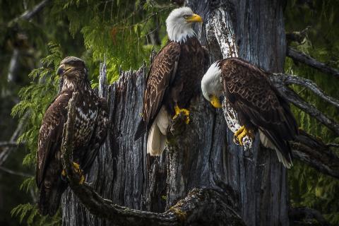 Eagles. The Dutch for "eagles" is "adelaars". Eagles. The Dutch for "eagles" is "adelaars".