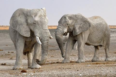 Elephants. The Dutch for "elephants" is "olifanten". Elephants. The Dutch for "elephants" is "olifanten".