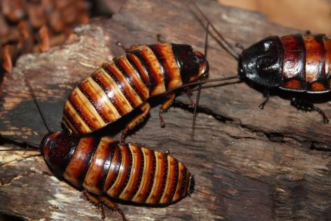 Cockroaches. The Dutch for "cockroaches" is "kakkerlakken".