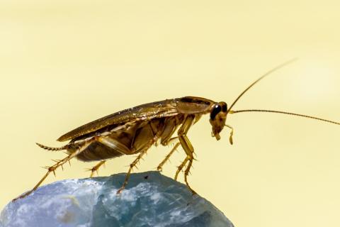 Cockroach. The Dutch for "cockroach" is "kakkerlak".