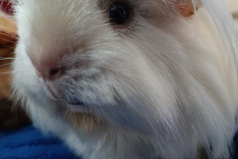 Doofree. The Dutch for "doofree" is "NL doofree".