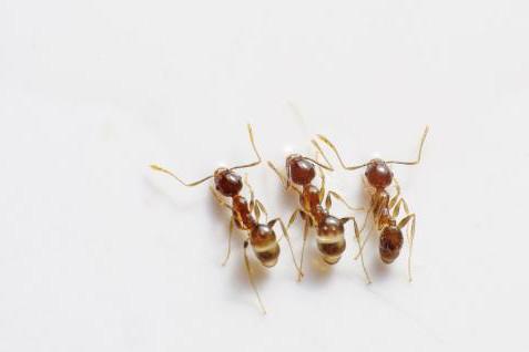 Ants. The French for "ants" is "fourmis". Ants. The French for "ants" is "fourmis".